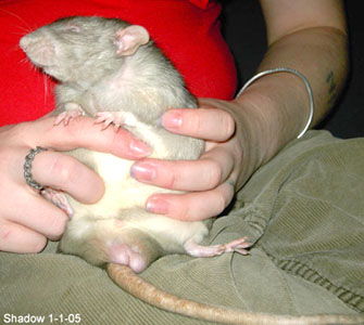 Rats Babies