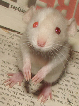 fancy dumbo albino rat