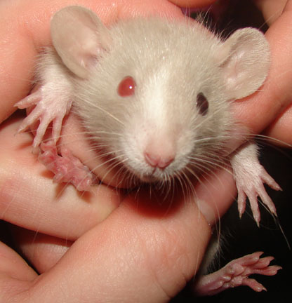 fancy dumbo albino rat