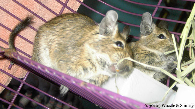 Degu Teeth